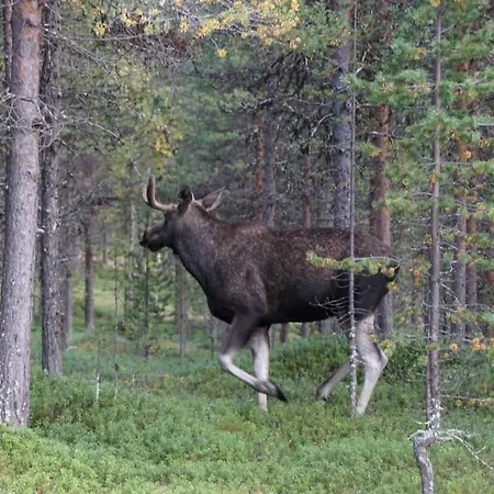 Horská chata Moekki - The White Blue Wilderness *