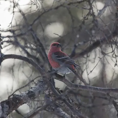 샬레 Moekki - The White Blue Wilderness *