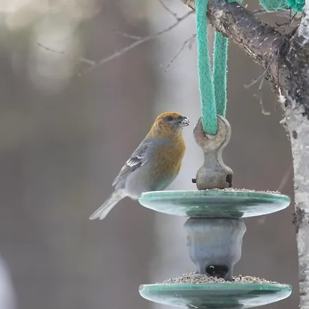 Dağ evi Moekki - The White Blue Wilderness *